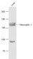 Neuropilin 1 Rabbit pAb